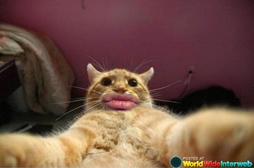 duckface-cat-selfie