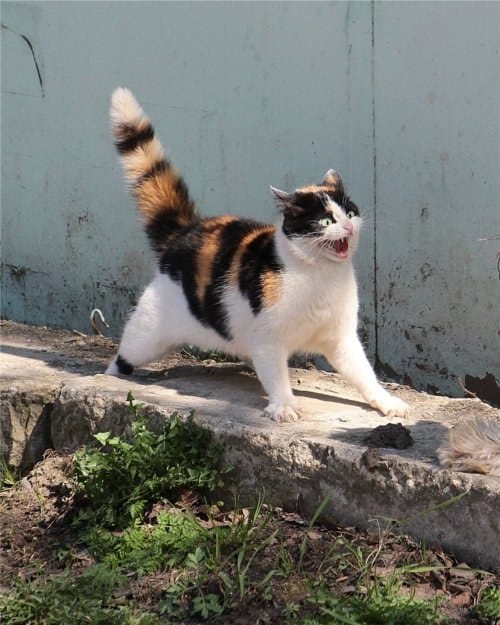 caturday-hissing-cat