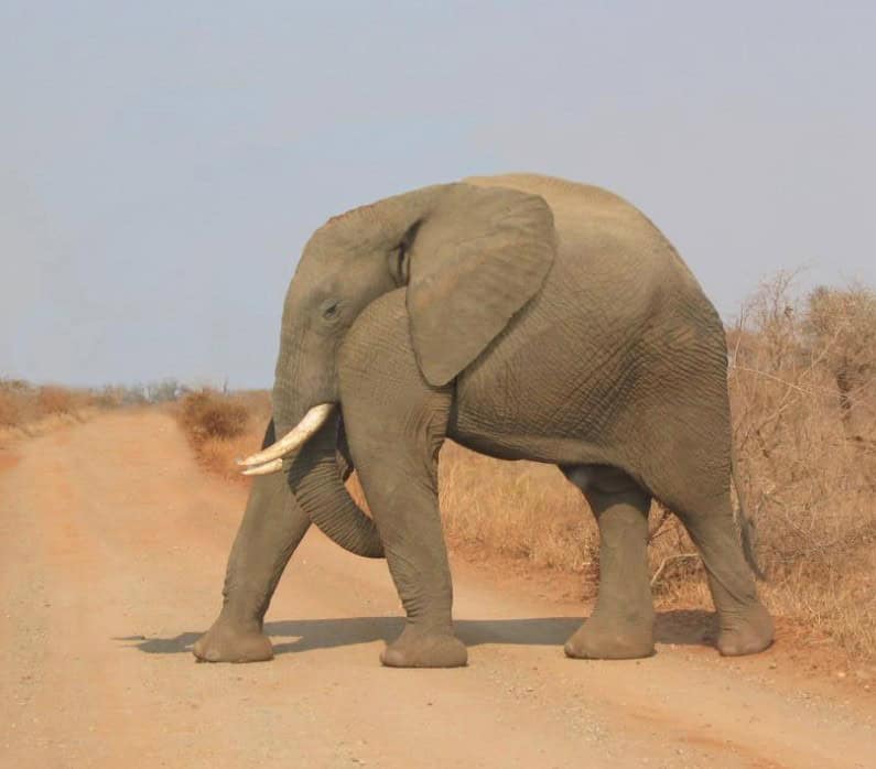 elephant without neck