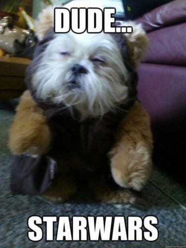 ewok-dog