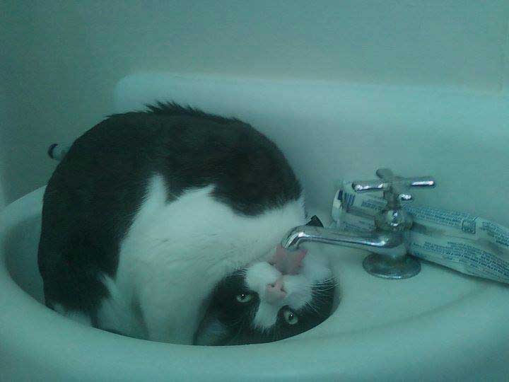 exorcist-cat