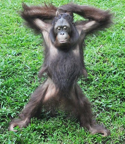 fabulous monkey