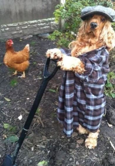 farmer dog