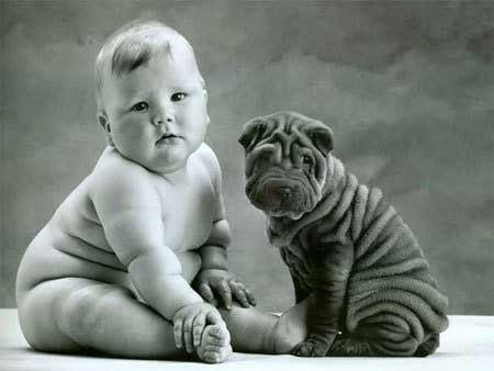 fat-baby-dog