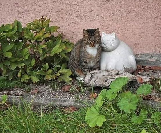 forever alone cat