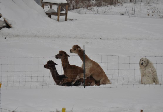 forever alone dog