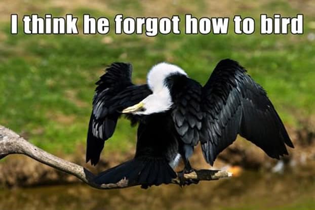 forgot-how-to-bird