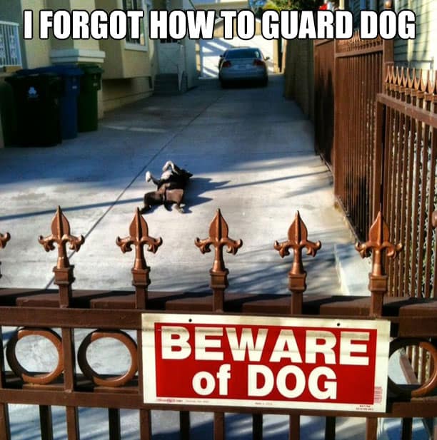 forgot-how-to-guard-dog