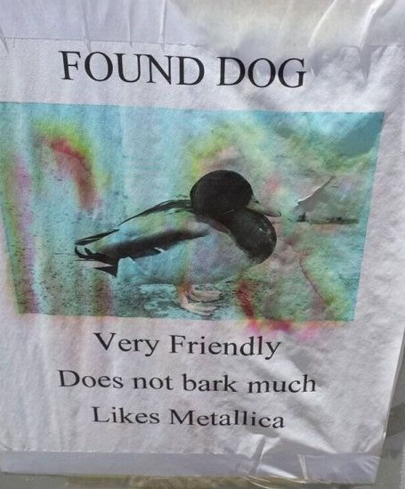 found dog