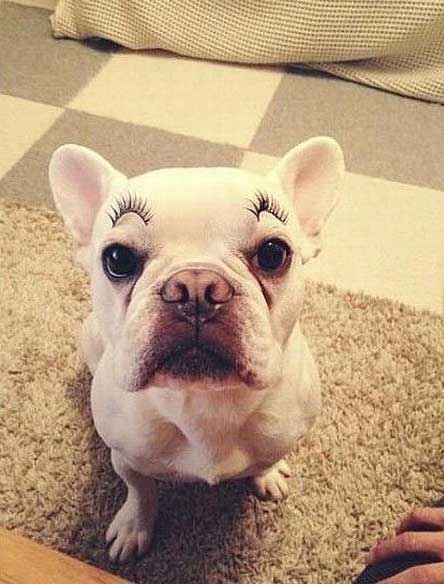 frenchy-eyelashes