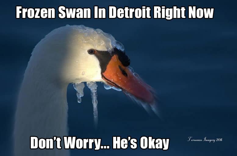 frozen-swan