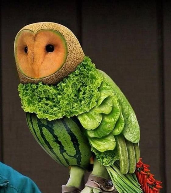 fruit owl
