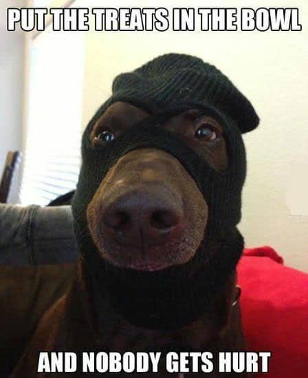 funny-dog-meme