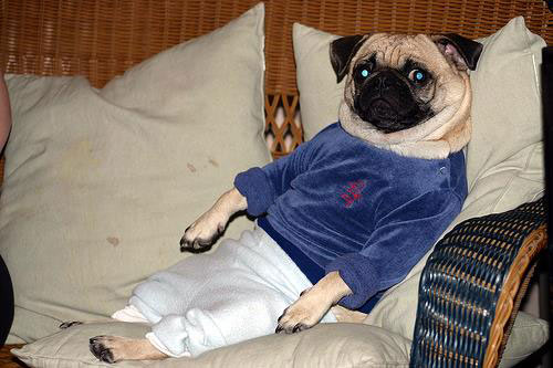 funny-pug-photo