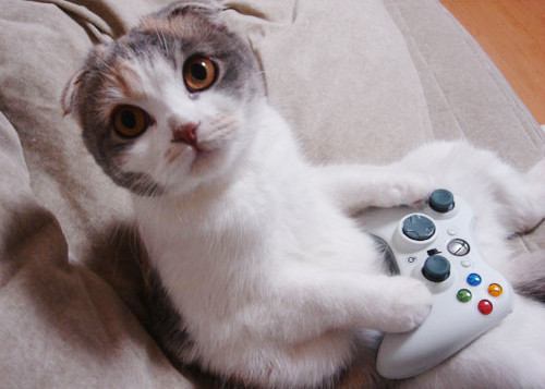 cat playing video games controller xbox