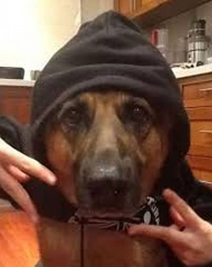 gangster-dog-selfie