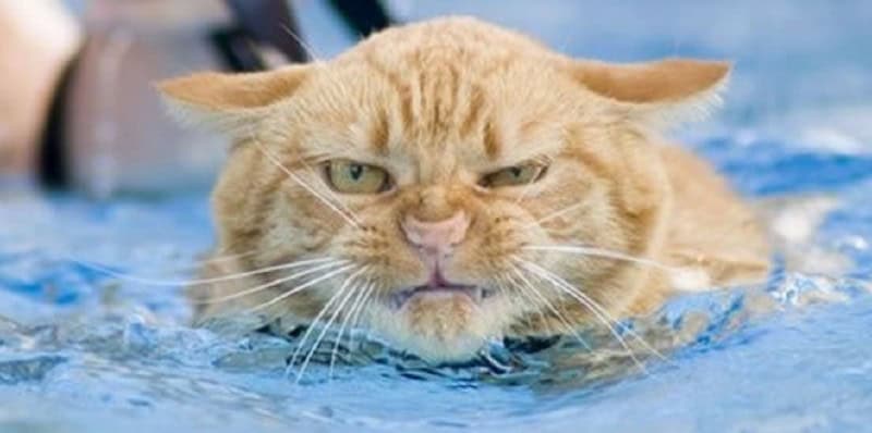 caturday-swimming-cat