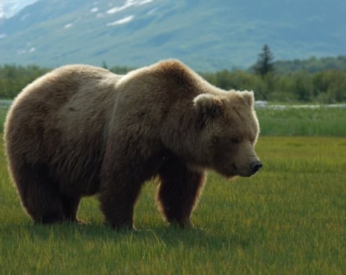 grizzly bear photos