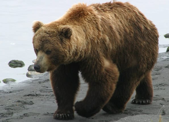 grizzly bear photos 10