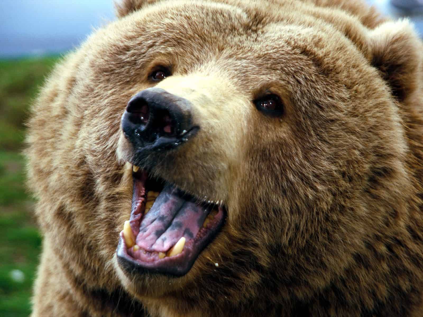 grizzly bear photos 11