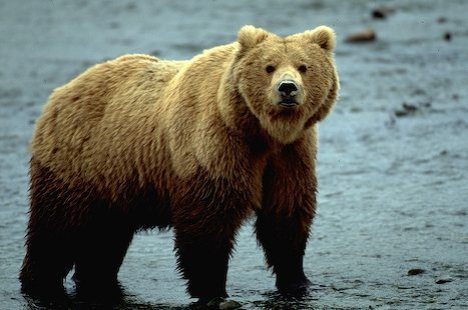 grizzly bear photos 12