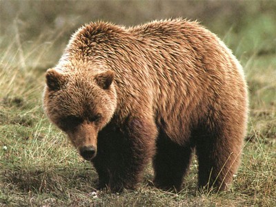 grizzly bear photos 13