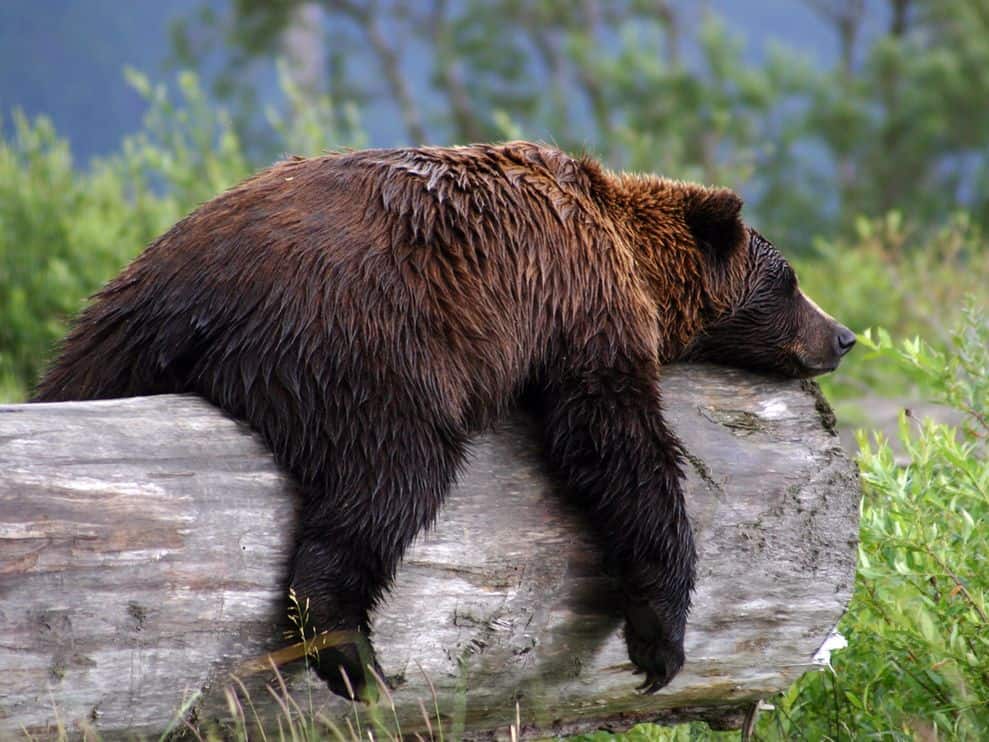 grizzly bear photos 14