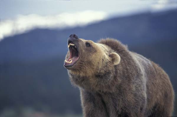 grizzly bear photos 16