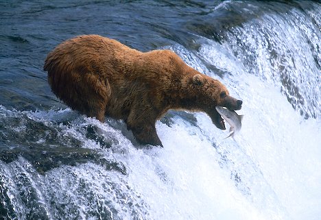 grizzly bear photos 17