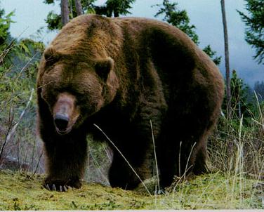 grizzly bear photos 18