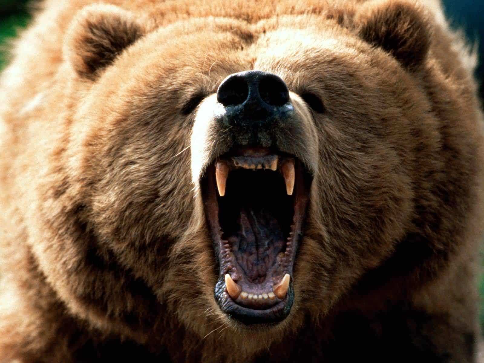 grizzly bear photos 19