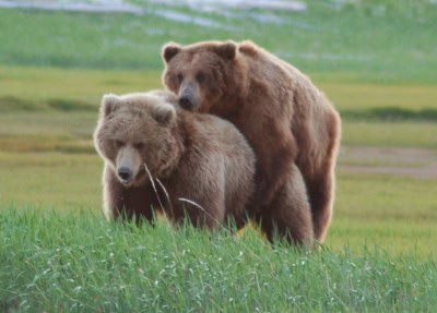 grizzly bear photos 2