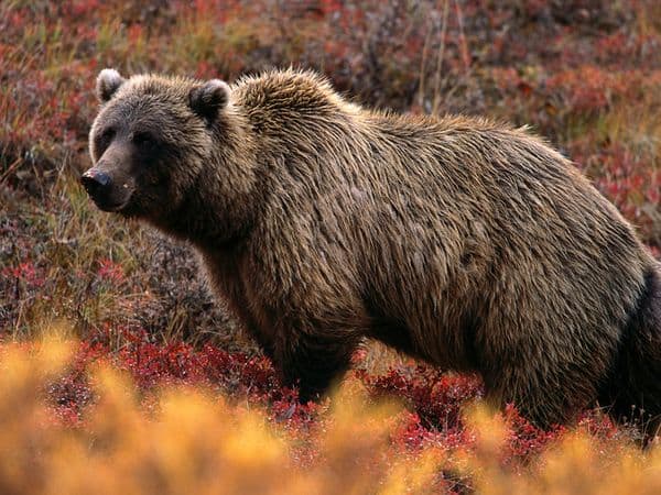 grizzly bear photos 20