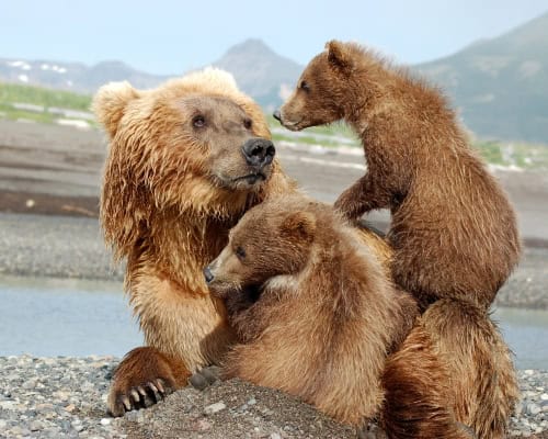 Awesome Grizzly Bear Photos
