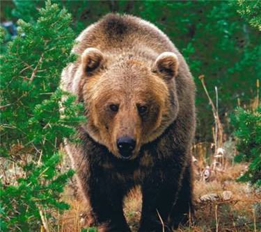 grizzly bear photos 5