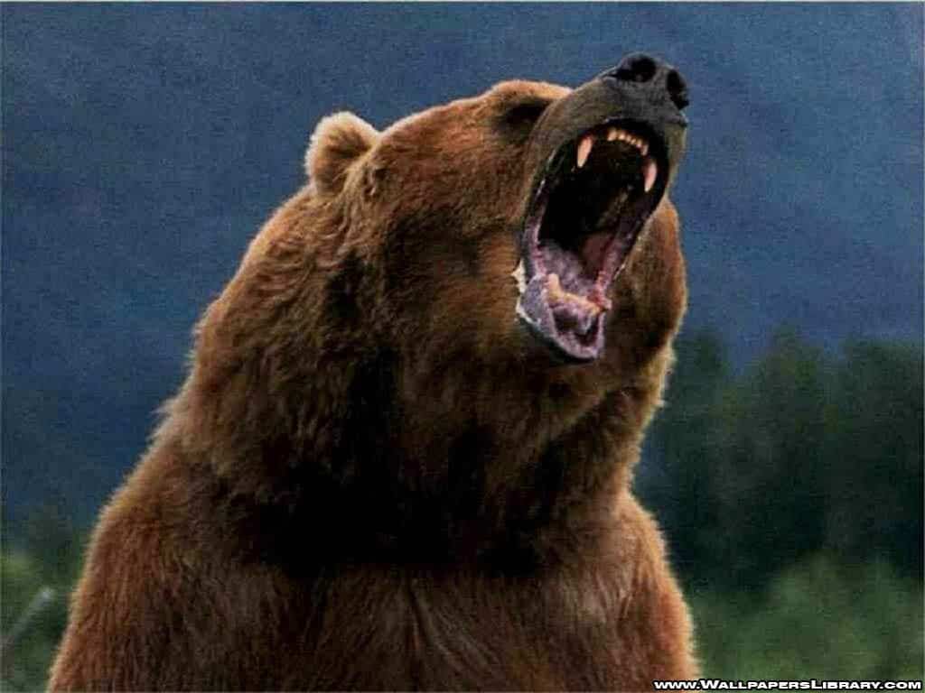 grizzly bear photos 6