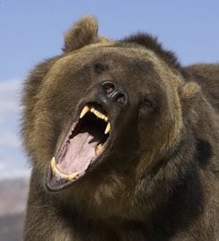 grizzly bear photos 7