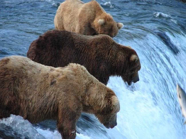 grizzly bear photos 9