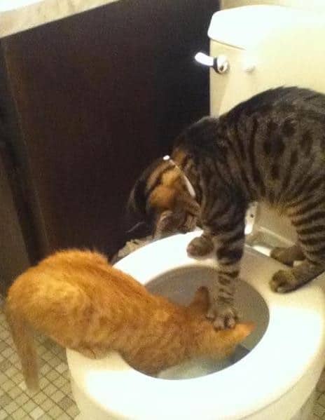 cat drowning cat toilet bowl
