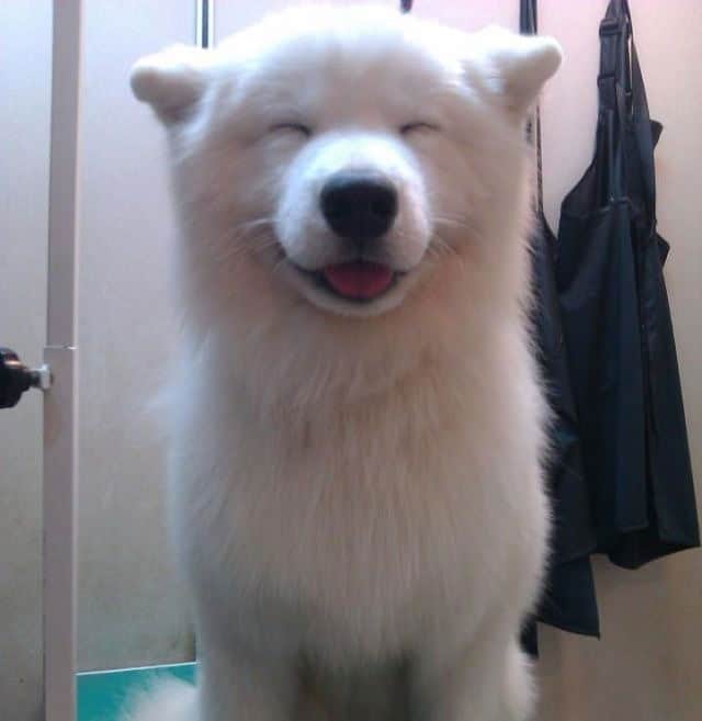 happiest-dog-in-the-world