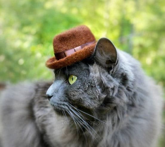 hats-for-cats