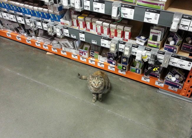 home depot cat