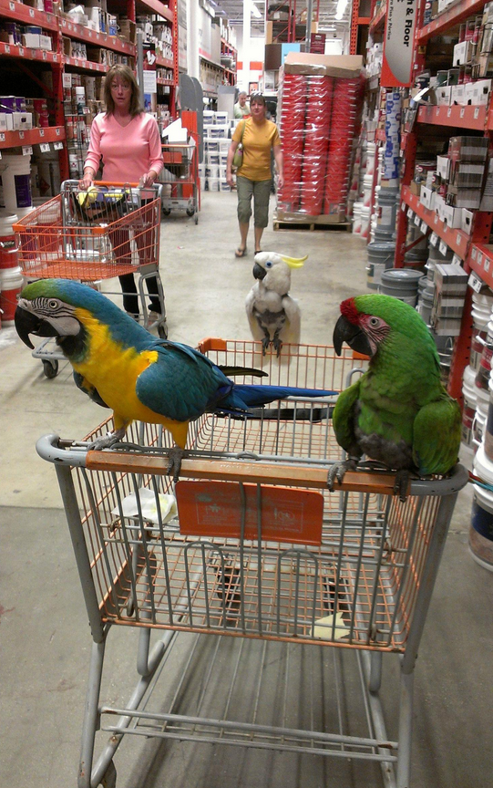 home depot parrots