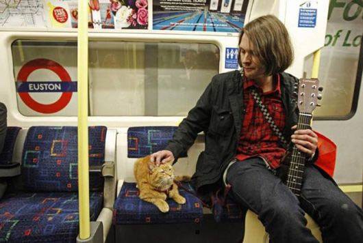 homeless-cat-musician