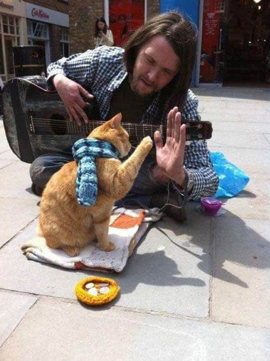 homeless-cat
