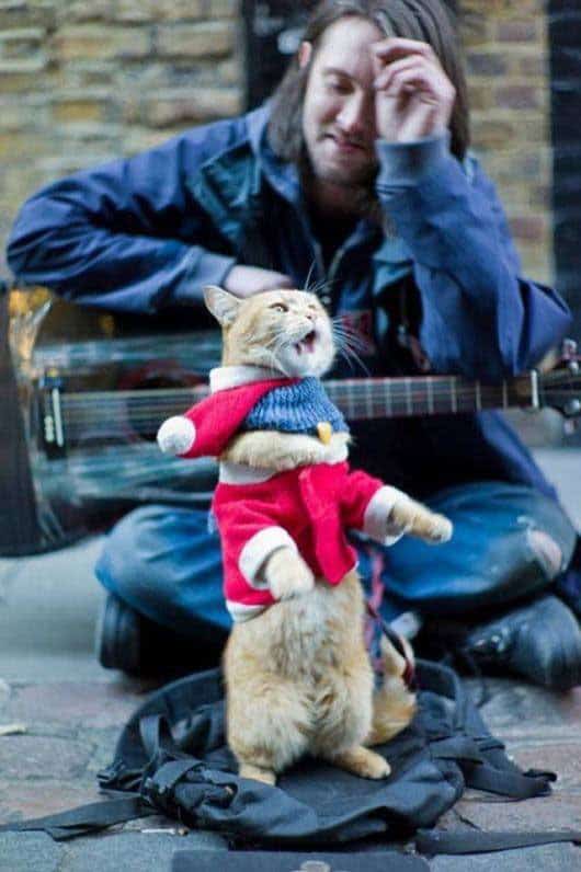 homeless-musician-cat-named-bob