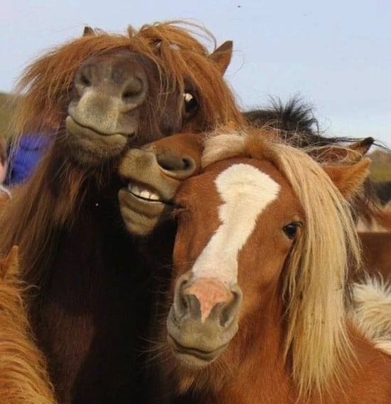 horse-selfie
