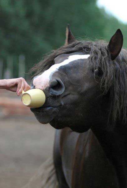 horse-tea
