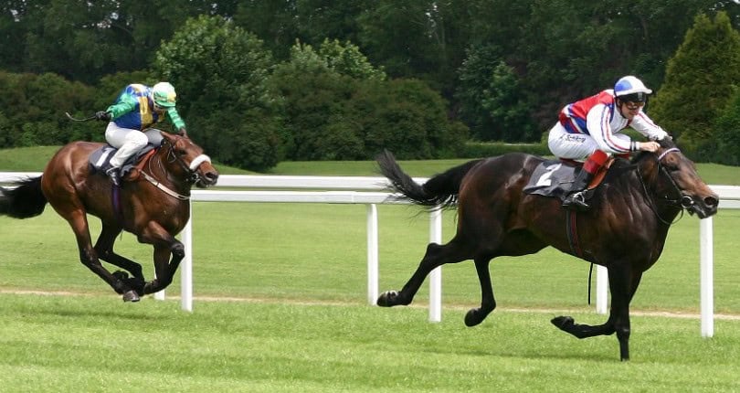 horse without neck