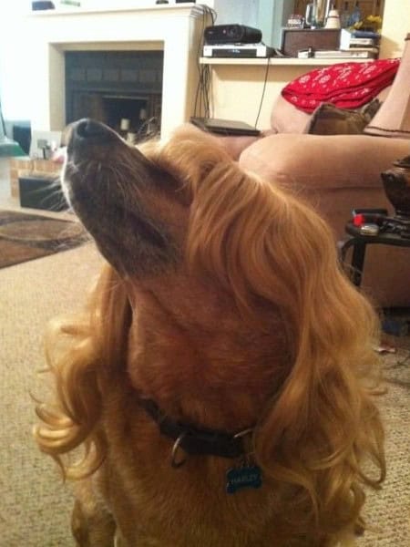 im fabulous dog